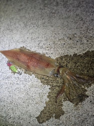 ササイカの釣果