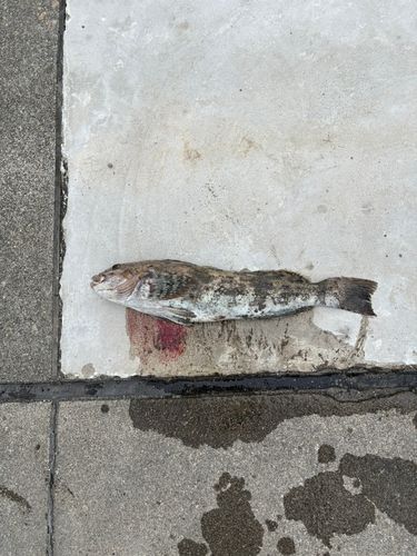 アブラコの釣果