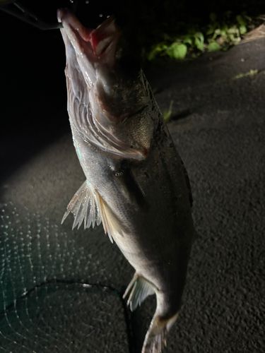 スズキの釣果