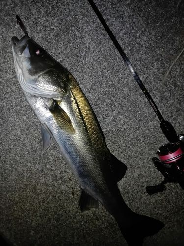 スズキの釣果