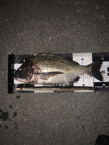 クロダイの釣果