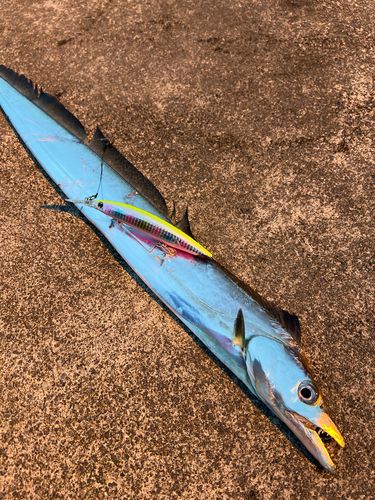 タチウオの釣果