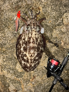 モンゴウイカの釣果