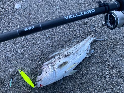 コトヒキの釣果