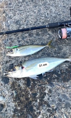 アジの釣果