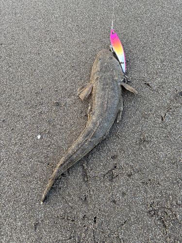 マゴチの釣果