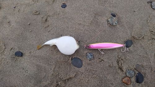 クサフグの釣果