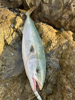 メジロの釣果