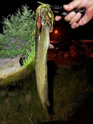 ナマズの釣果