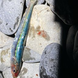 トウゴロウイワシ