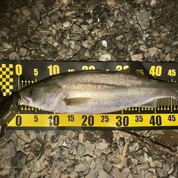 フッコ（マルスズキ）