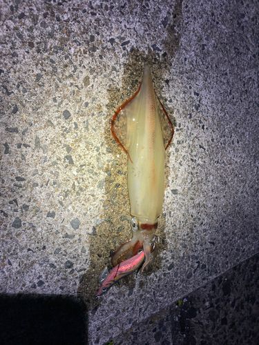 ケンサキイカの釣果