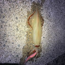 ケンサキイカ