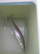 キスの釣果