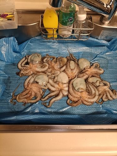 タコの釣果