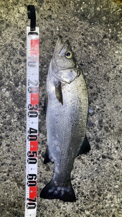 ヒラスズキの釣果