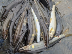 アユの釣果