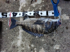 クロダイの釣果