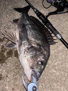 クロダイの釣果