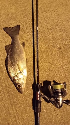 セイゴ（ヒラスズキ）の釣果