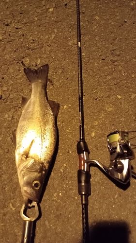セイゴ（ヒラスズキ）の釣果