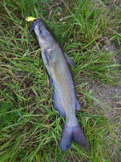 アメリカナマズの釣果