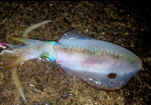 アオリイカの釣果