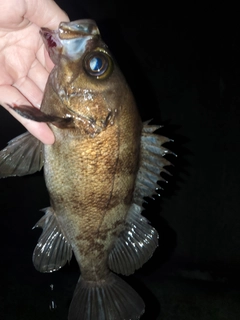 メバルの釣果