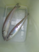 キスの釣果