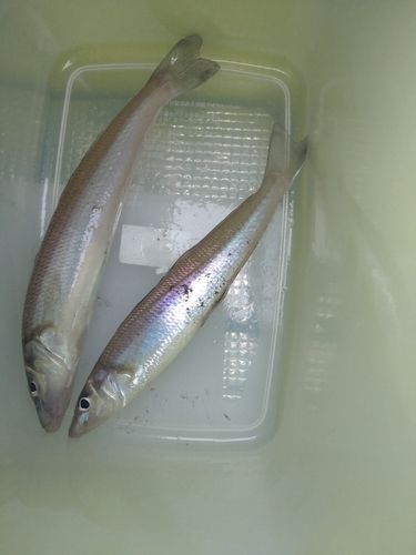 キスの釣果