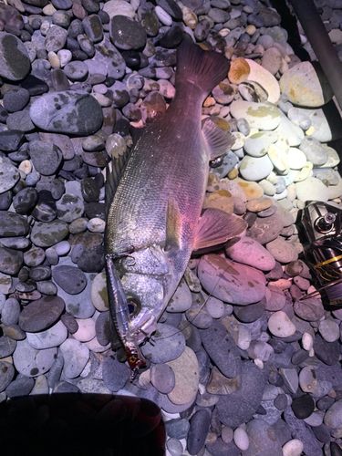 ヒラスズキの釣果