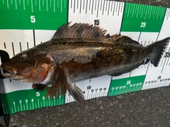 アブラコの釣果