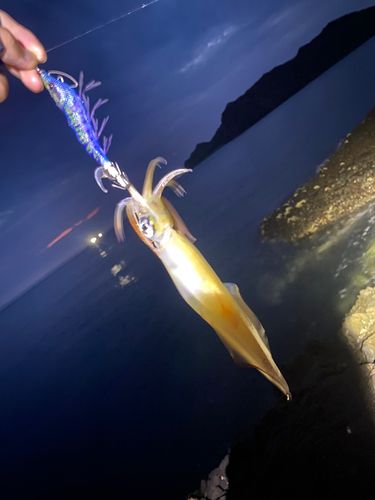 イカの釣果