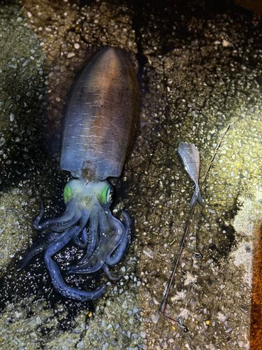 アオリイカの釣果