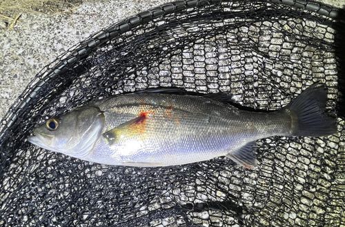 セイゴ（マルスズキ）の釣果