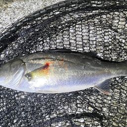 セイゴ（マルスズキ）