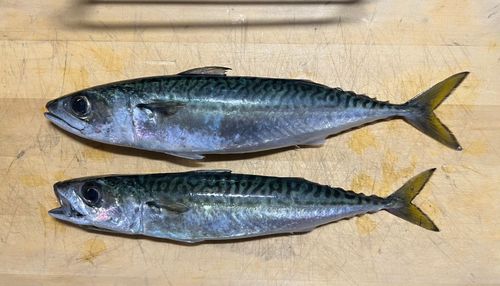 サバの釣果