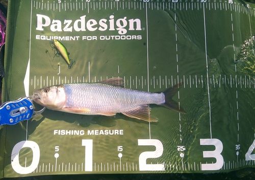ハスの釣果