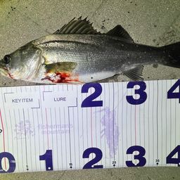 フッコ（マルスズキ）