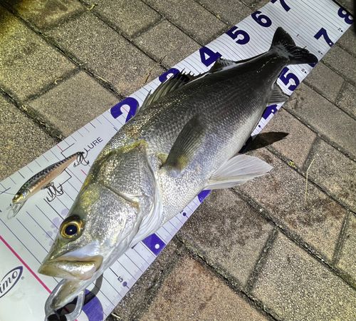 シーバスの釣果