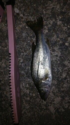 セイゴ（タイリクスズキ）の釣果