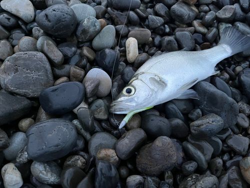 セイゴ（ヒラスズキ）の釣果