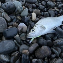 セイゴ（ヒラスズキ）