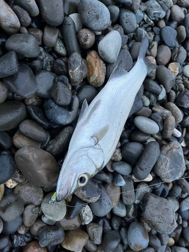 セイゴ（ヒラスズキ）の釣果