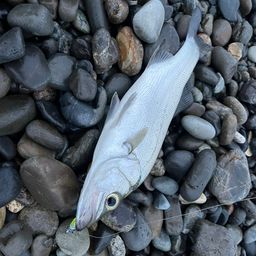 セイゴ（ヒラスズキ）