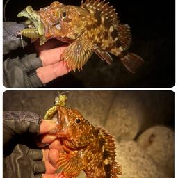 カサゴ
