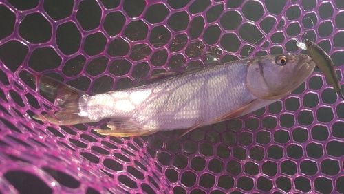 ハスの釣果