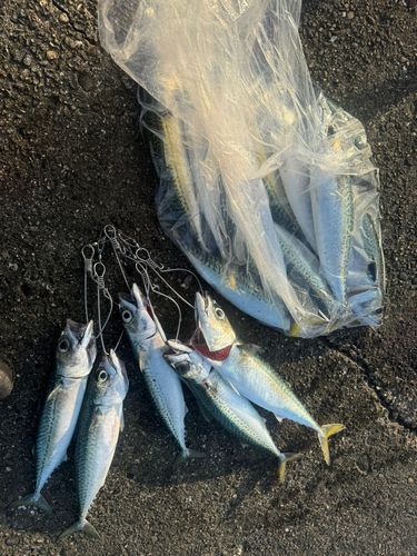 サバの釣果
