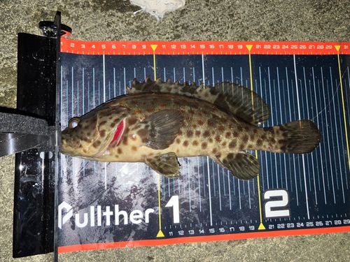 チャイロマルハタの釣果