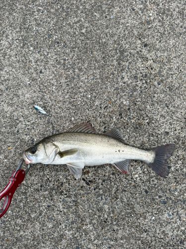 セイゴ（マルスズキ）の釣果